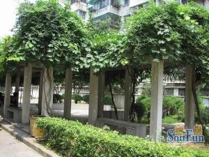 银通苑1室1厅南