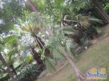 此房满五唯一,毛坯复式五房,高层采光好,业主诚意出