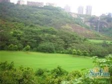 保利一线高尔夫景观,花园方正,临崖视野