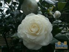 南泉 保利小泉别墅B区(二期)五房528万