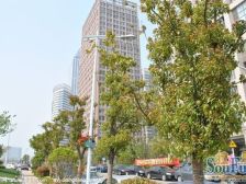 中南世纪城南区,精装修,前排,1室1厅1卫