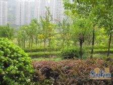 回兴 明香苑三房58.8万