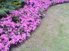 山水天下 电梯 顶跃 精装修 屋顶花园