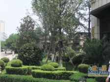 蓝光云鼎 1室1厅 西南