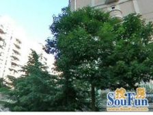 前滩6号线地铁口 电梯大复式 视野贼好 大露台