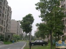 新上地铁口欧式洋房+阁楼+露台,视野NB,随时看房