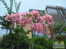 万科四季花城南区樱花苑 南北通透,采光好 装修好,环镜优美 近地铁 视野好,诚心出售