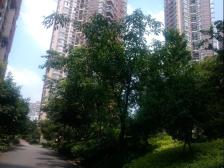 大龙山品质小区 住家安静 朝中庭看大游泳池