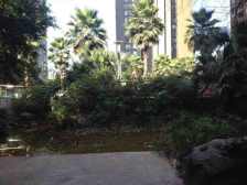 龙头寺 鲁能星城 全新装修 全实木 安静 看中庭