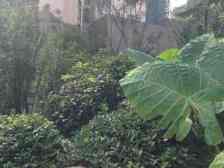 业主诚心出售,住家装修,朝中庭 空气清新