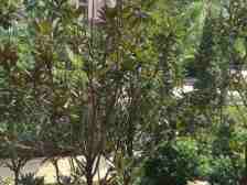 红谷滩大气别墅,大花园,豪华装修,拎包入住,爱了爱了