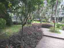 巴国城 广田巴国绿云四房106.5万