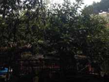 业主诚心出售,采光好,楼下旁就是轻轨,出行方便