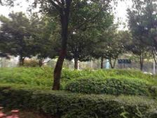 北部新区 金汇苑三房117万