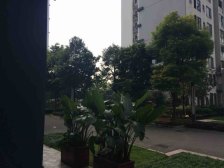 南滨路 哑巴洞湿地公园 大平层 看江无遮挡 龙湖物业