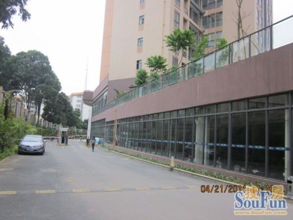 香樟林