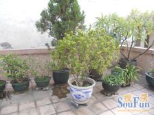 豪岗新村 精装3房2厅 房子唯一住房