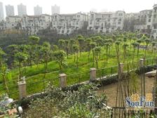 彩云湖端户大联排,带电梯井,随时看房.