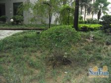 新上电梯两房两厅+学田湾菜市+生活便利+近大礼堂广场