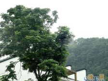 王朝温泉花园 4室2厅 北