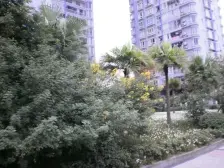 蒲草田 1室1厅 西北