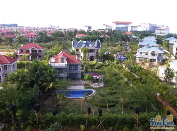 金椰园