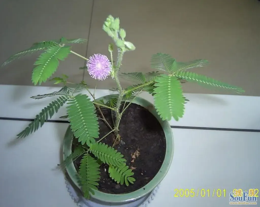 【九鼎装饰】不宜放置室内的植物含羞草