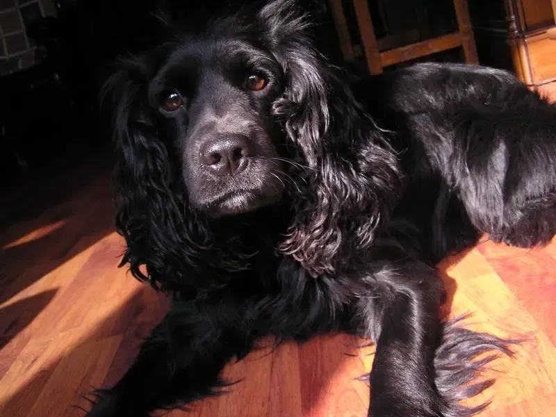 【爱宠大"晒"】全黑可卡"茸茸",灵气中透着傻气-宠物论坛业主论坛- 上