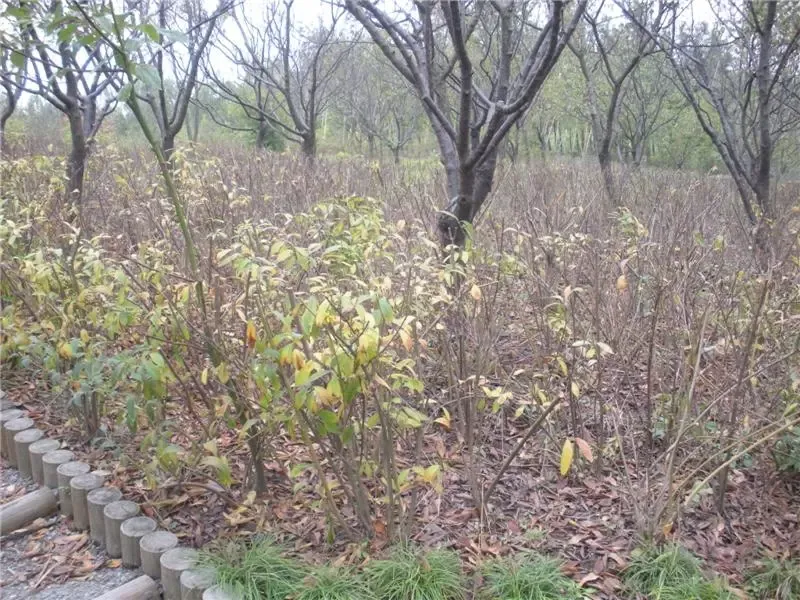 被剪成光秃秃的迎春花连翘等花木-翡翠东森花园(千山家园)业主论坛