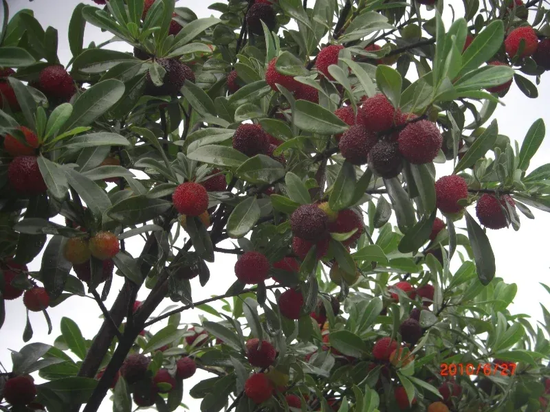 主题:慈溪杨梅节