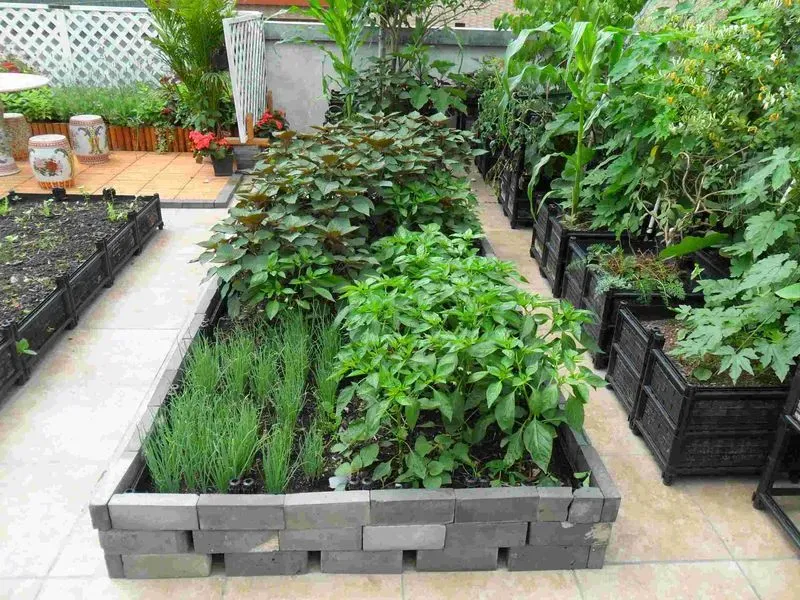 有了屋顶菜园,从此我基本不用买菜了