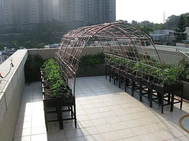 露台上的蔬菜棚架系列 (10)