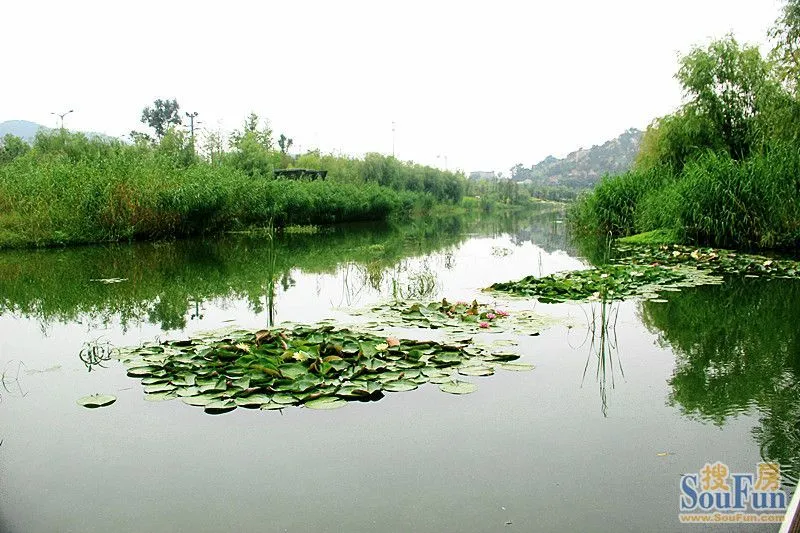 雨後的李村河,出淤泥而不染,濯清漣而不妖!