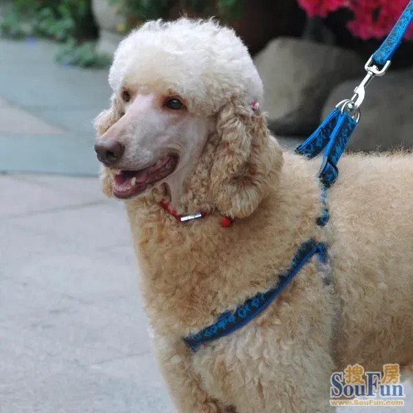 稀有杏色巨贵急找领养!