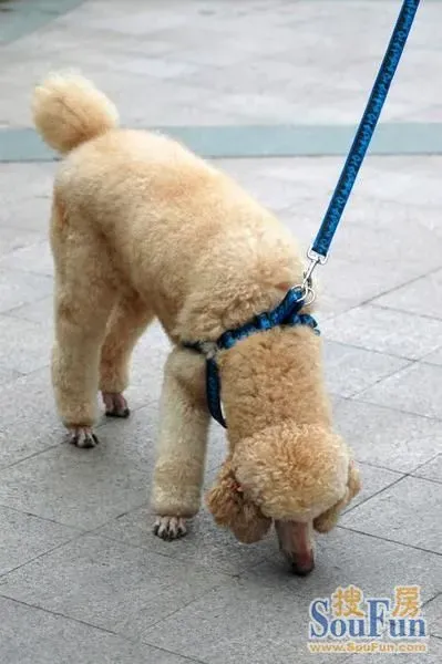 稀有杏色巨贵急找领养!