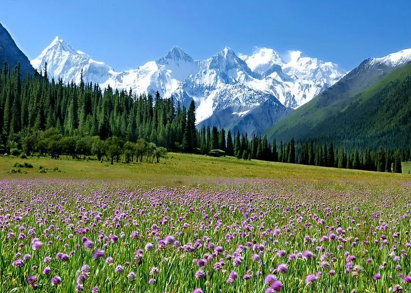 超震撼新疆伊犁花海~业主们来瞅瞅