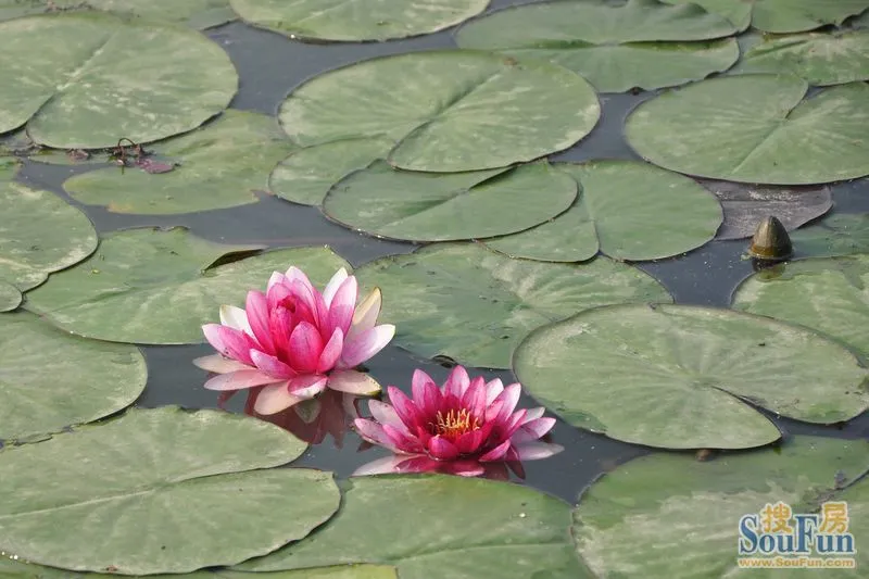 发几张莲花湖的时局