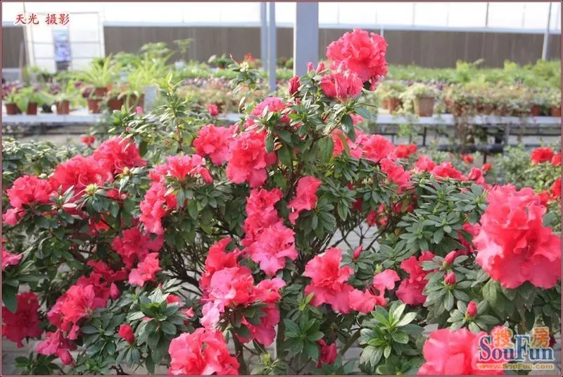 【原创摄影】园艺超市花正红(1)