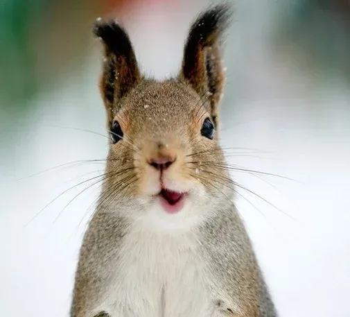 没长心呀,你就负责呲牙咧嘴的笑吧