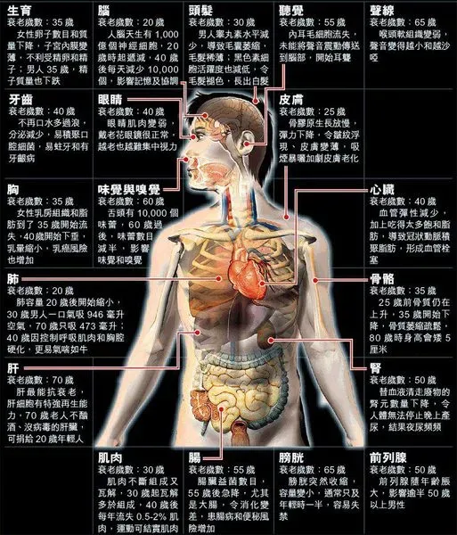 研究人员公布人体重要器官衰老退化时间表 最近英国研究人员确认了