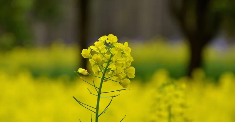 卡片機也有春天 魅力的油菜花