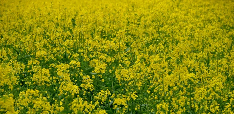 卡片機也有春天 魅力的油菜花