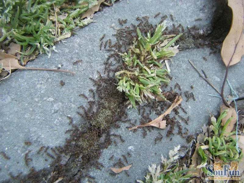 下雨之前,蚂蚁忙着搬家.
