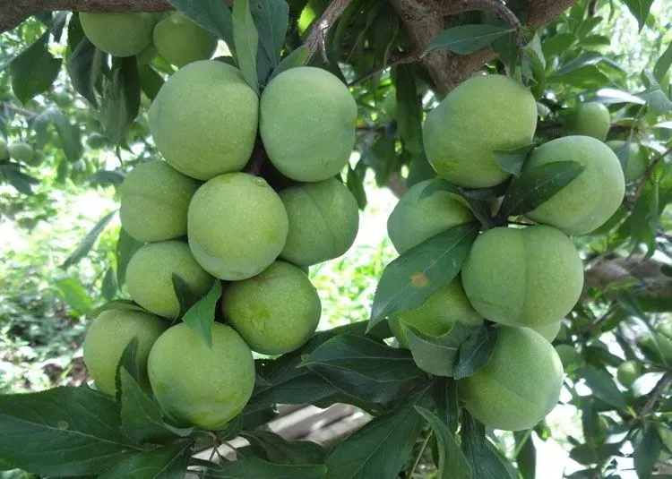 【团购】文艺青年卖水果,浙江宁波余姚杨梅,送礼啦(图)