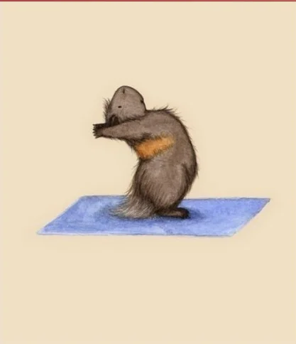 练瑜伽的小仓鼠,好搞笑