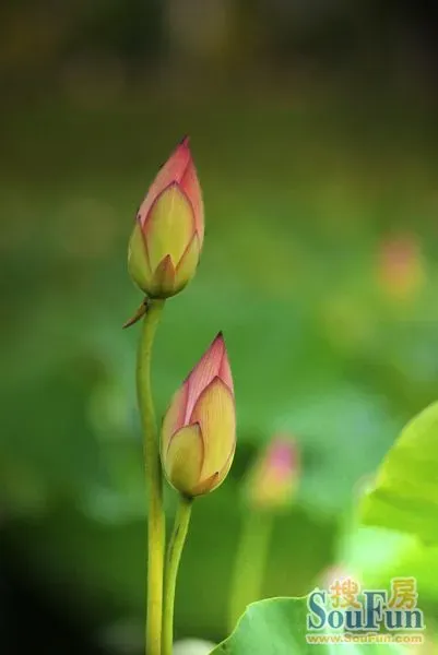 松山湖的荷花,真的很漂亮!