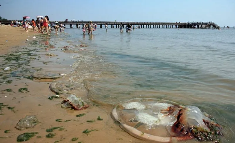 超大水母擱淺淺水灣浴場.有圖有真相!