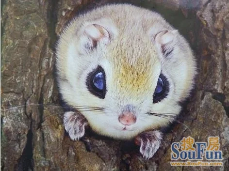 眼睛会放电 小鼯鼠萌样讨人喜欢