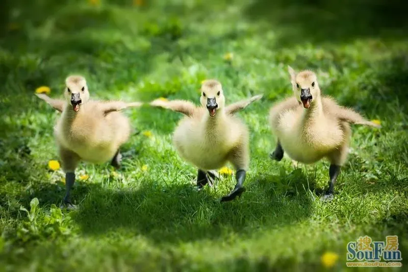 动物朋友:有伴的幸福