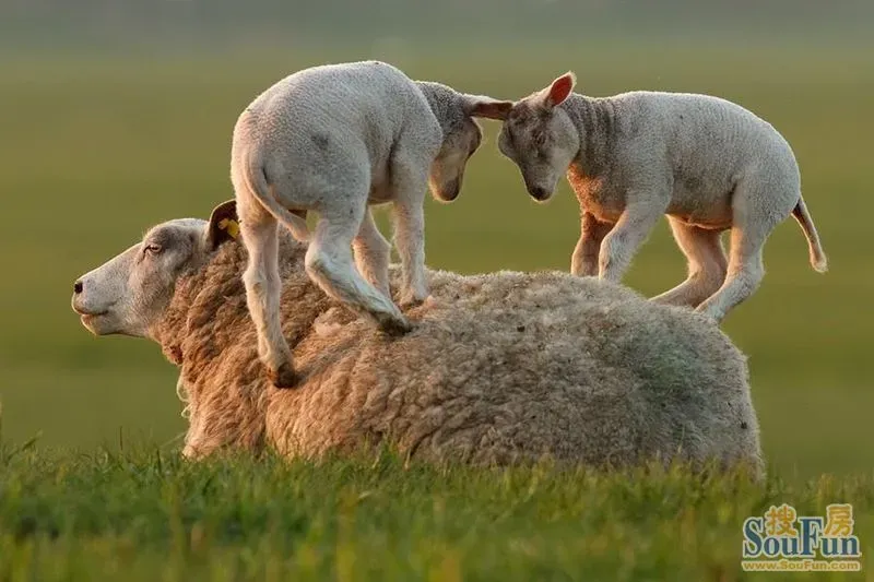 动物朋友:有伴的幸福